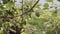 Unripe green apricot fruit hanging on tree in organic orchard.