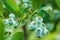 Unripe green blueberry on bush in the garden, closeup