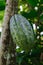 Unripe green cocoa bean hanging on tree