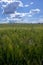 Unripe green corn field with blue sky