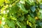 Unripe green grapes isolated growing in vineyard