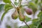 Unripe green growing pears on a branch with leaves