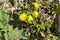 unripe green homemade tomatoes that grow in the garden