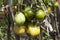 unripe green homemade tomatoes that grow in the garden