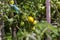 unripe green homemade tomatoes that grow in the garden