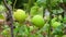 The Unripe green lemons on a branch