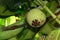 Unripe green mangosteen fruit growing on the tree