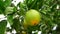 Unripe green orange on tree