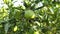 Unripe green oranges on branches close up