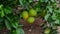 Unripe green oranges on tree