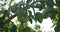 Unripe green organic pears on the tree branches in fruit garden, closeup view.