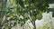 Unripe green organic tomatoes on the branches in greenhouse, closeup view.