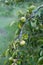 unripe green persimmons hanging on a branch over green blurry background of grass