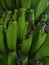 unripe green plantain, plantain farming, close-up view