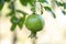 Unripe green pomegranate fruit. Blurred background