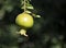 Unripe green pomegranate fruit. Blurred background
