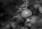 Unripe green pomegranate fruit. Monochrome photo, blurred background