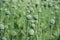 Unripe green poppies heads in garden. Poppy-heads field on summer time
