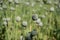 Unripe green poppies heads. Poppy-heads field