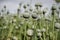 Unripe green poppies heads. Poppy-heads field