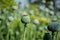 Unripe green poppies heads. Poppy-heads field