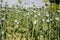 Unripe green poppies heads. Poppy-heads field