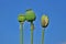 Unripe green poppy head