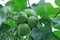Unripe green quince