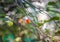 Unripe green and red cherries ripen on the tree in summer  shallow depth of field  green leafs on background. Beautiful sunny day