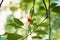 Unripe green and red cherries ripen on the tree in summer  shallow depth of field  green leafs on background. Beautiful sunny day