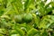 Unripe green tangerine, mandarin on the plant.