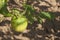 Unripe green tomato on bushes. Ripening vegetables in a home garden.