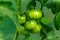 Unripe green tomato fruits growing in polytunnel greenhouse