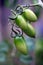 Unripe green tomatoes