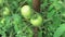 Unripe green tomatoes on a branch in a greenhouse