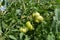 Unripe green tomatoes on lush tomato bush in open garden in summer