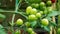 Unripe Green Tomatoes On The Vine