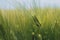 Unripe green wheat ears in cultivated plantation field
