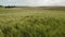 Unripe green wheat growing on endless field