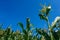 Unripe green young ears of corn in late summer in front of bright blue sky