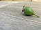 unripe guava fruit falls to the floor