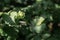 Unripe hazelnut on a branch in the garden in sunlight