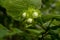 Unripe hazelnut on the branch of the tree