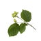 Unripe hazelnuts Corylus avellana or common hazel isolated on white