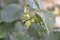 Unripe hazelnuts on a hazel bush