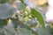 Unripe hazelnuts on a hazel bush