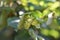 Unripe hazelnuts on a hazel bush