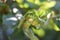 Unripe hazelnuts on a hazel bush