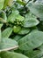 Unripe hukleberries and some surrounding ants