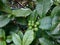 Unripe hukleberries and some surrounding ants